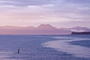 Ketchikan Prints: USA, Alaska, Ketchikan. Orca surfaces at sunset