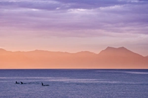 Ketchikan Prints: USA, Alaska, Ketchikan. Three orcas surface at sunset