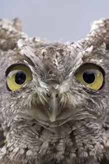 Images Dated 30th August 2008: USA, Alaska, Ketchikan. Front portrait of western screech owl