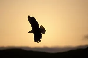 USA, Alaska, Kodiak Island, Bald Eagle (Haliaeetus leucocephalus) soars above Narrow