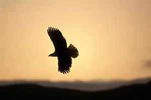 Soar Prints: USA, Alaska, Kodiak Island, Bald Eagle (Haliaeetus leucocephalus) soars above Narrow