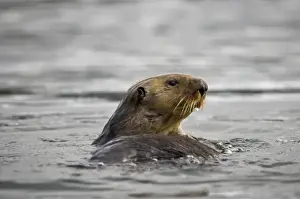 Part Of Animal Prints: USA, Alaska, Kodiak Island, Sea Otter (Enhydra lutris) floating in Afognak Bay