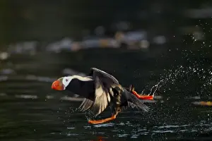 Funny Prints: USA, Alaska, Kodiak Island, Tufted Puffin (Fratercula cirrhata) running across water