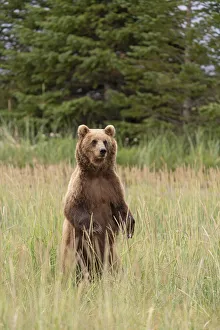 Images Dated 29th April 2021: USA, Alaska, Lake Clark National Park. Grizzly bear mother stands to look for danger