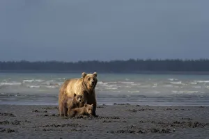 Images Dated 9th November 2020: USA, Alaska, Lake Clark National Park. Grizzly bear sow with cubs searching for clams