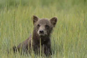 Images Dated 9th November 2020: USA, Alaska, Lake Clark National Park. Grizzly bear cub close-up