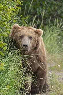 Images Dated 9th November 2020: USA, Alaska, Lake Clark National Park. Grizzly bear male close-up
