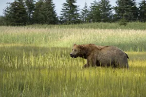Images Dated 9th November 2020: USA, Alaska, Lake Clark National Park. Male grizzly bear in meadow