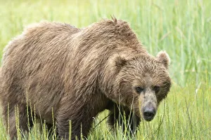 Images Dated 9th November 2020: USA, Alaska, Lake Clark National Park. Grizzly bear sow close-up