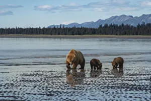 Images Dated 9th November 2020: USA, Alaska, Lake Clark National Park. Grizzly bear sow with cubs searching for clams