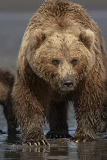 Images Dated 9th November 2020: USA, Alaska, Lake Clark National Park. Grizzly bear sow close-up