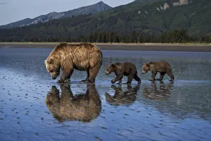 Images Dated 9th November 2020: USA, Alaska, Lake Clark National Park. Grizzly bear sow with cubs searching for clams