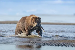 Cook Inlet Prints: USA, Alaska, Lake Clark National Park. Grizzly bear with salmon prey in creek