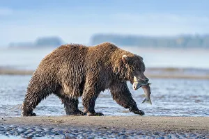 Cook Inlet Prints: USA, Alaska, Lake Clark National Park. Grizzly bear with salmon prey