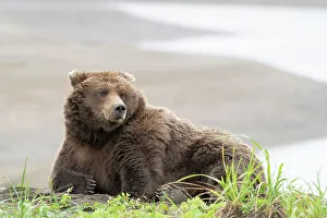 Lying Prints: USA, Alaska, Lake Clark National Park. Grizzly bear resting on Cook Inlet beach