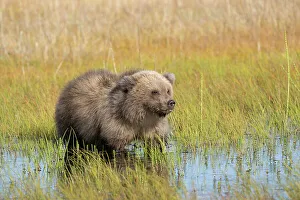 Cook Inlet Prints: USA, Alaska, Lake Clark National Park. Grizzly bear cub in meadow pool eating grass