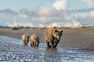Cook Inlet Prints: USA, Alaska, Lake Clark National Park. Grizzly bear sow with two cubs walk on beach