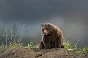Lying Prints: USA, Alaska, Lake Clark National Park. Grizzly bear resting on Cook Inlet beach