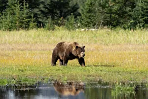 Images Dated 19th October 2022: USA, Alaska, Lake Clark National Park. Grizzly bear sow crossing meadow