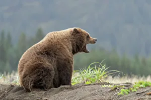 Yawning Prints: USA, Alaska, Lake Clark National Park. Yawning grizzly bear on Cook Inlet beach