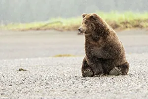 Lying Prints: USA, Alaska, Lake Clark National Park. Grizzly bear resting on Cook Inlet beach