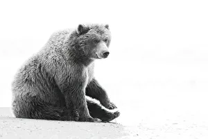 Images Dated 12th April 2023: USA, Alaska, Lake Clark National Park. Resting grizzly bear on beach