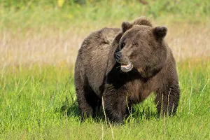 Cook Inlet Prints: USA, Alaska, Lake Clark National Park. Grizzly bear sow eating grass in meadow