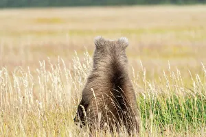 Back Prints: USA, Alaska, Lake Clark National Park. Grizzly bear cub's back in grassy meadow