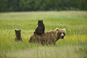 Images Dated 25th July 2007: USA, Alaska, Lake Clark National Park. A mother grizzly and her cubs scout for pending