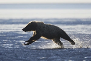 Lake Clark Prints: USA, Alaska, Lake Clark National Park, Silver Salmon Creek. Backlit brown bear running