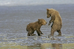 Images Dated 30th June 2008: USA, Alaska, Lake Clark National Park. Coastal grizzly bear cubs playing