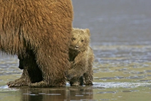 Images Dated 30th June 2008: USA, Alaska, Lake Clark National Park. Coastal grizzly bear cub staying close to mother