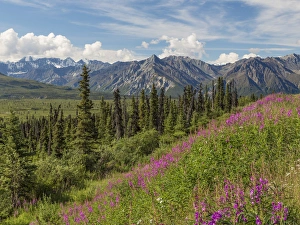 Epilobium Angustifolium Prints: USA, Alaska. Landscape of Chucach Mountains
