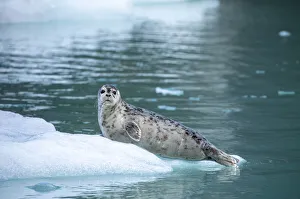 USA, North America, Alaska Prints: USA, Alaska, Leconte Bay, Harbor Seal pup resting on iceberg calved from LeConte Glacier