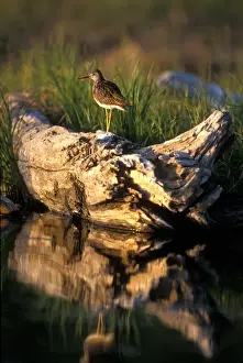 Birding Prints: USA, Alaska, Lesser Yellowlegs (Tringa flavipes) balances on log in Potter Marsh