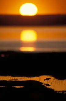 Images Dated 16th October 2006: USA, Alaska, Lesser Yellowlegs (Tringa flavipes) silhouetted at sunset in Potter