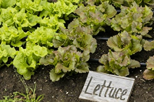 Lettuce Prints: USA, Alaska. Lettuce in organic vegetable garden