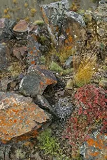USA. Alaska. Lichen covers rocks near Polychrome Pass in Denali NP, Alaska