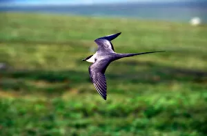 Images Dated 16th October 2006: USA, Alaska, Long-tailed Jaeger (Stercorarius longicaudus) defends its nest on arctic