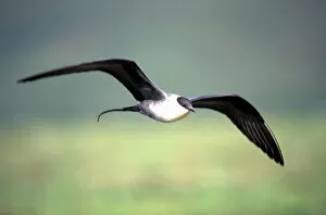 Images Dated 16th October 2006: USA, Alaska, Long-tailed Jaeger (Stercorarius longicaudus) defends its nest on arctic