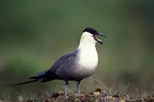 Images Dated 16th October 2006: USA, Alaska, Long-tailed Jaeger (Stercorarius longicaudus) defends its nest on arctic