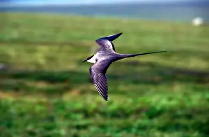Soar Prints: USA, Alaska, Long-tailed Jaeger (Stercorarius longicaudus) defends its nest on arctic