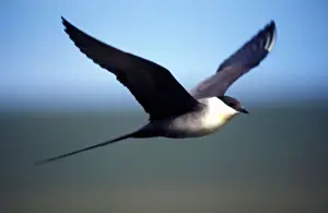 USA, Alaska, Long-tailed Jaeger (Stercorarius longicaudus) defends its nest on arctic