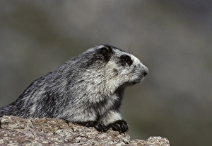 USA, Alaska, Marmot, Denali National Park