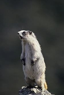 USA, Alaska, Marmot, Denali National Park