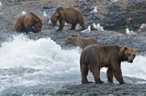 Images Dated 24th July 2009: USA, Alaska, McNeil River. Grizzly or brown bear