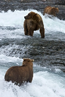Grizzly Prints: USA, Alaska, McNeil River. Grizzly or brown bear