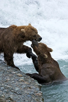 Images Dated 23rd July 2009: USA, Alaska, McNeil River. Grizzly or brown bear