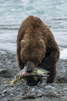 Images Dated 24th July 2009: USA, Alaska, McNeil River. Grizzly or brown bear