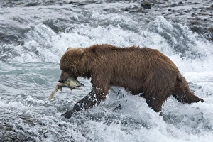 Images Dated 24th July 2009: USA, Alaska, McNeil River. Grizzly or brown bear